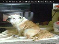Hundegeheimnisse aufdecken: Wo ist die Katze?