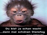 Frühaufsteher oder Langschläfer?