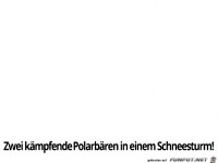 Zwei kmpfende Polarbren...