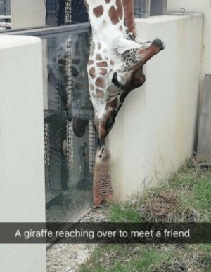 Giraffe-begrt-Freund.jpg auf www.funpot.net