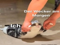 Katzenwecker am Morgen - Ein witziger Start