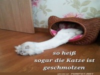 Katze gen�sslich entspannt