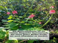 die menschenseele ist ein kleiner