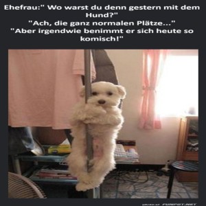 fun-Bild: Pole-Dancing Welpen: Neuer Trick im Park?