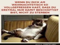 Weihnachtskater im Futterkoma