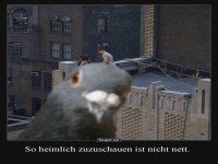 Tauben-Paparazzi auf Mission