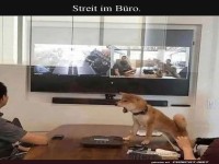 Wenn der B�rohund das Meeting leitet