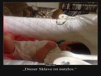 Katzenleitung �berwacht den Neuzugang