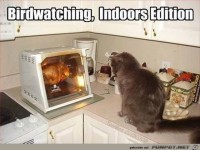 Indoor-V�gel gucken