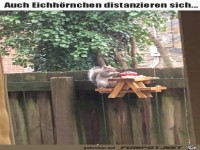 Die Eichh�rnchen gehen auch auf Distanz