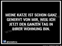meine Katze ist schon ganz genervt von mir