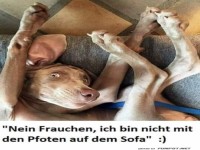 Es sind keine Pfoten auf dem Sofa