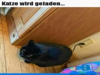 Katze l�dt