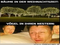 B�ume in der Weihnachtszeit