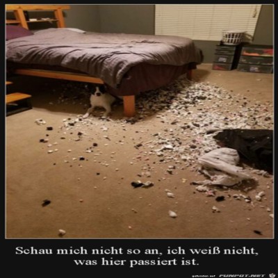 Was-ist-da-denn-passiert?.jpg von Steven