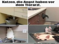 Angst vor dem Tierarzt