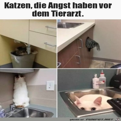 Angst-vor-dem-Tierarzt.jpg von Alya