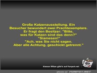 Gro�e Katzenausstellung