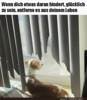 Ein-Hund-geniet-den-Ausblick.jpg auf www.funpot.net