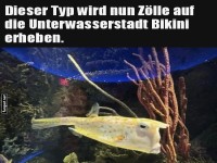 Fisch plant Einfuhrz�lle f�r Bikini Bottom