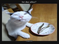 Hungrige Katze mit kleinem Snack