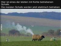 Das letzte Kohle-Schaf der Weide