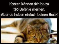 katzen knnen sich
