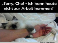 Chef, der Kater hat die Schicht bernommen!