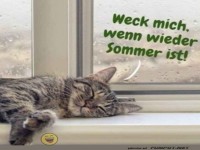 Katzenalarm: Bitte bis Sommer nicht st�ren!
