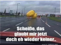 Entenalarm auf der Landstra�e!