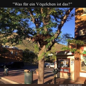 Wenn-der-Baum-ein-Baumhaus-klaut!.jpg von Brenda22