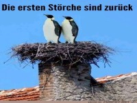Die St�rche