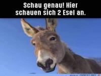 Schau genau ! Hier schauen sich zwei Esel an