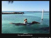 Seepferdchen