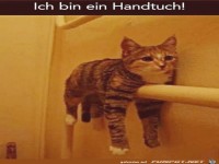 Handtuch-Katze
