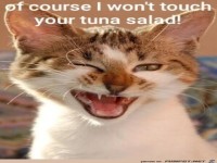 Ich werde deinen Thunfischsalat nicht anrühren