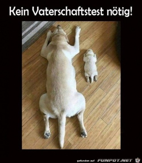 Kein-Test-nötig.jpg auf www.funpot.net
