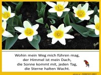 Wohin mein Weg mich führen mag 2