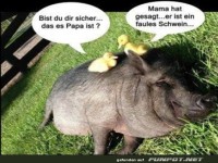 Lustige Unterhaltung zwischen K�ken und Schwein