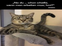Chefkatze kommentiert Arbeit