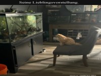 Katzentheater: Aquarium Edition