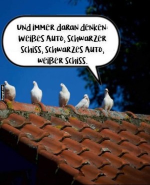 Tauben-und-die-Verkehrsregeln.jpg auf www.funpot.net