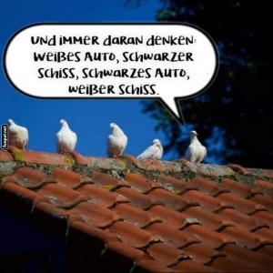 Tauben-und-die-Verkehrsregeln.jpg von Leif