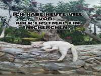 Katzenplan: Nickerchen als Priorit�t!
