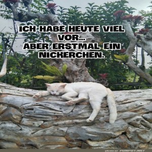 Katzenplan:-Nickerchen-als-Priorit�t!.jpg von Lucie37
