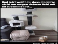 Katzen lieben Kartons