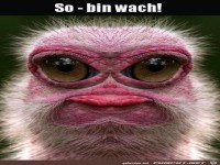 Bin wach