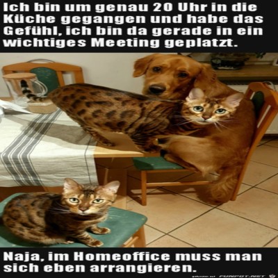Wichtiges-Meeting-gestört.jpg von Lou