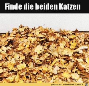 Suchbild---Finde-die-Katzen.jpg auf www.funpot.net