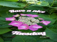 Have a nice Tuesday / Wnsche Dir einen schnen Dienstag